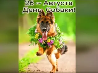26 Августа день собак. Открытка, картинка с поздравлением, с праздником