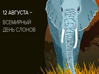 Elephant 2022 online Польша. Открытка, картинка с поздравлением, с праздником
