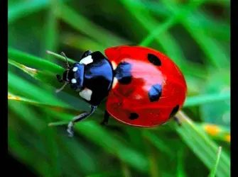 Let’s make a Ladybird. Открытка, картинка с поздравлением, с праздником