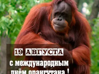 Международный день орангутана 19 августа. Открытка, картинка с поздравлением, с праздником