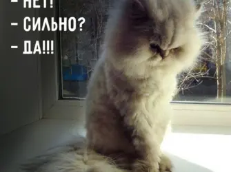 Обиделась нет сильно да открытка