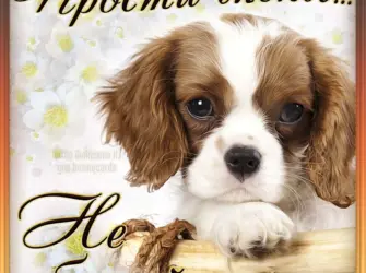 Открытки с извинениями. Открытка для мужчины