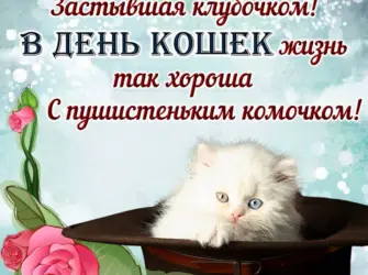 Поздравления с днём кошек. Открытка, картинка с поздравлением, с праздником