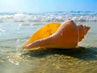 Ракушки желтого моря. Открытка, картинка с поздравлением, с праздником