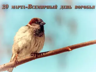Всемирный день воробья World Sparrow Day. Открытка, картинка с поздравлением, с праздником