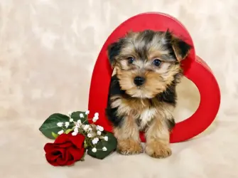 Yorkie_w модель открытка