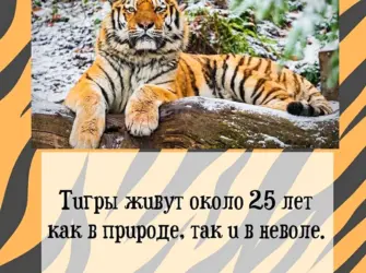 29 Июля день тигра. Открытка с поздравлением