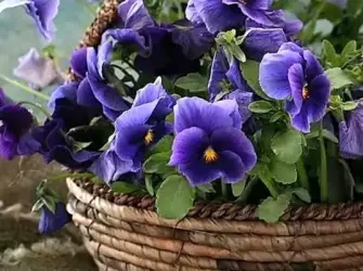 Анютины глазки. Поздравление на праздник