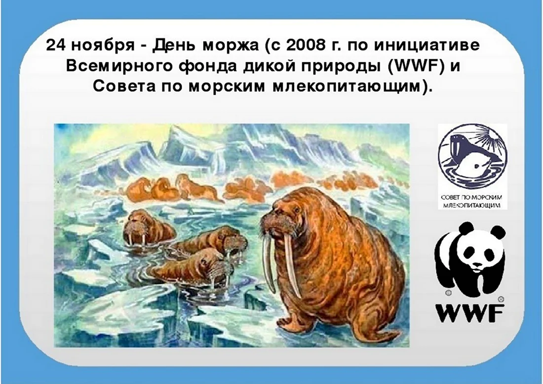 День моржа. Поздравление на праздник
