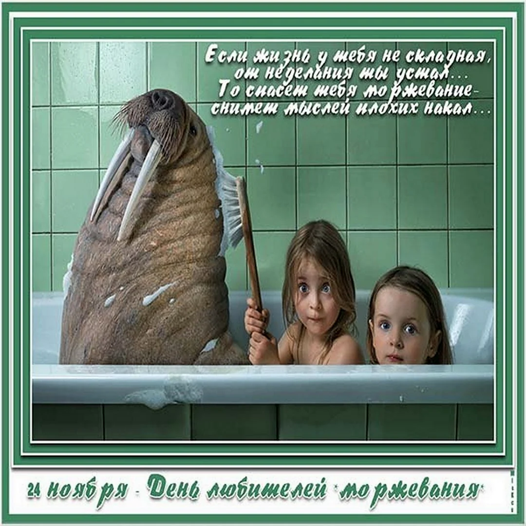 День моржа. Поздравление на праздник