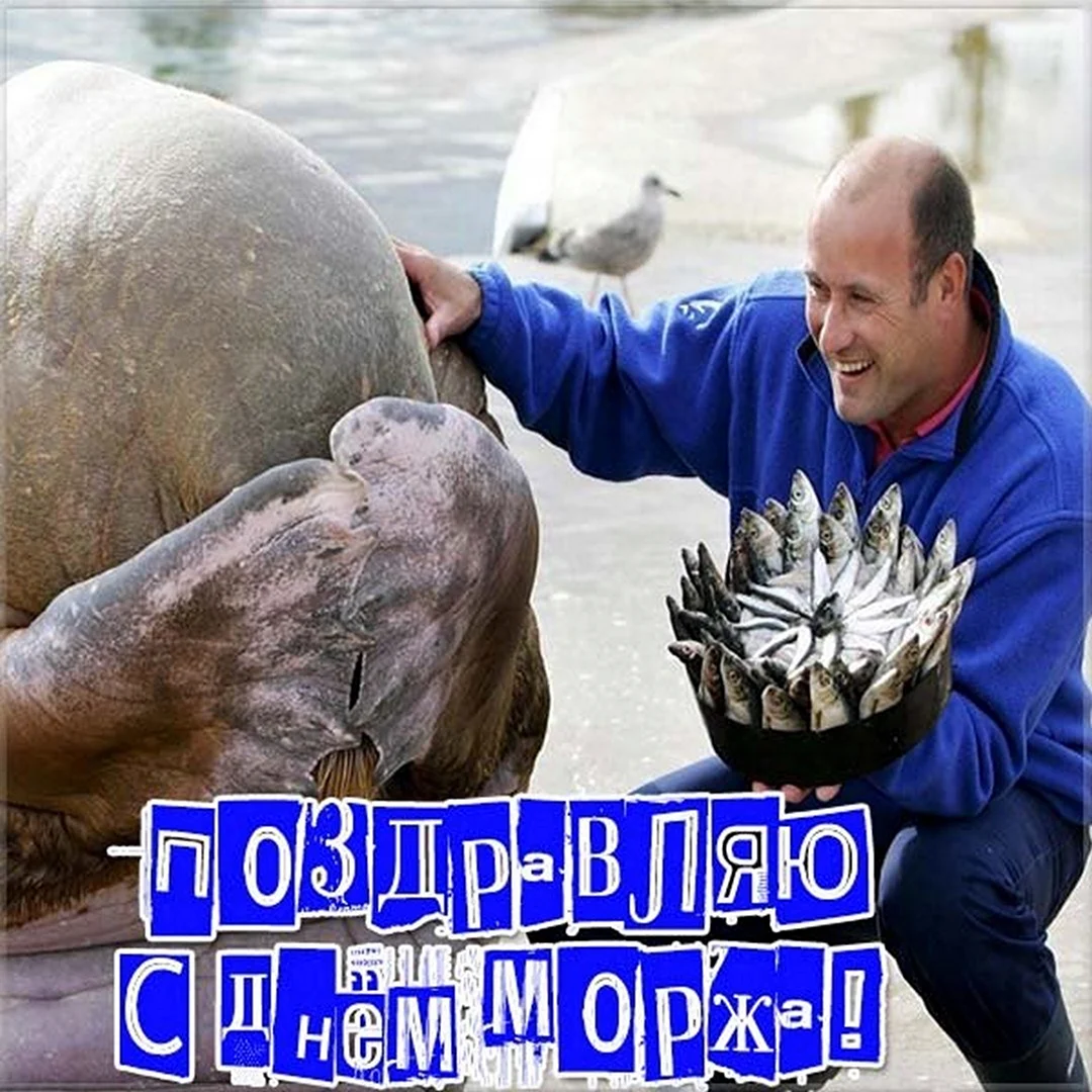 День моржа. Поздравление на праздник