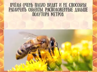 День пчел. Открытка с поздравлением