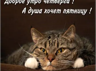 Доброе утро четверга. Прикольная открытка