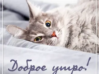Доброе утро кошечка. Открытка с пожеланием