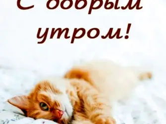 Доброе утро котик. Открытка с пожеланием
