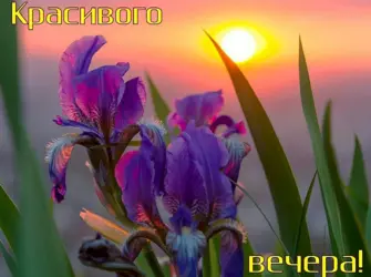 Доброго летнего вечера открытка