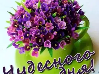 Флокс шиловидный Emerald Cushion Blue. Открытка с пожеланием
