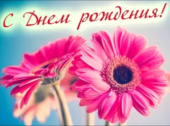 Герберы поздравляю. Открытка с поздравлением