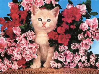Котенок с цветами открытка