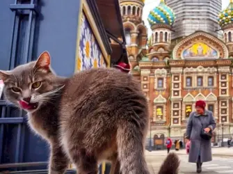 Коты Эрмитажа и Спаса на крови в Санкт-Петербурге. Открытка с поздравлением