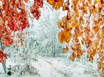 Осень снег открытка