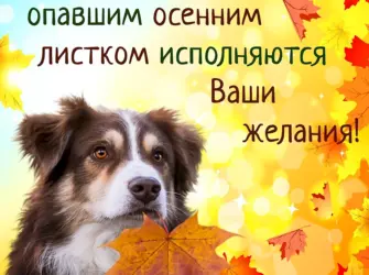 Осенние пожелания. Открытка с поздравлением