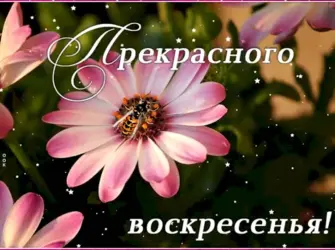 Отличного воскресенья. Открытка с пожеланием