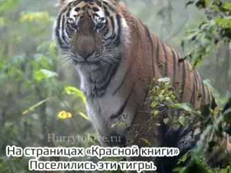 Поздравление с днем тигра. Поздравление на праздник