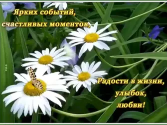 Ромашка с пожеланиями открытка