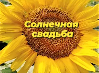 Солнечная свадьба поздравления. Свадебная открытка
