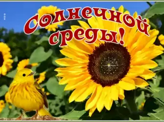 Солнечной среды. Открытка с пожеланием