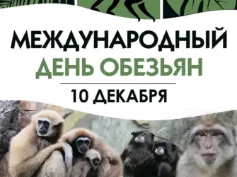 Всемирный день обезьян открытка