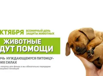 Защита животных. Открытка с поздравлением