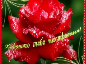 Живые открытки для настроения открытка